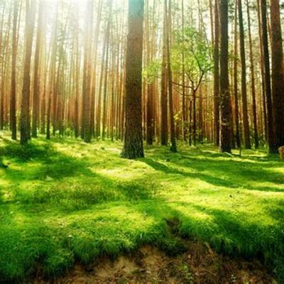 forest